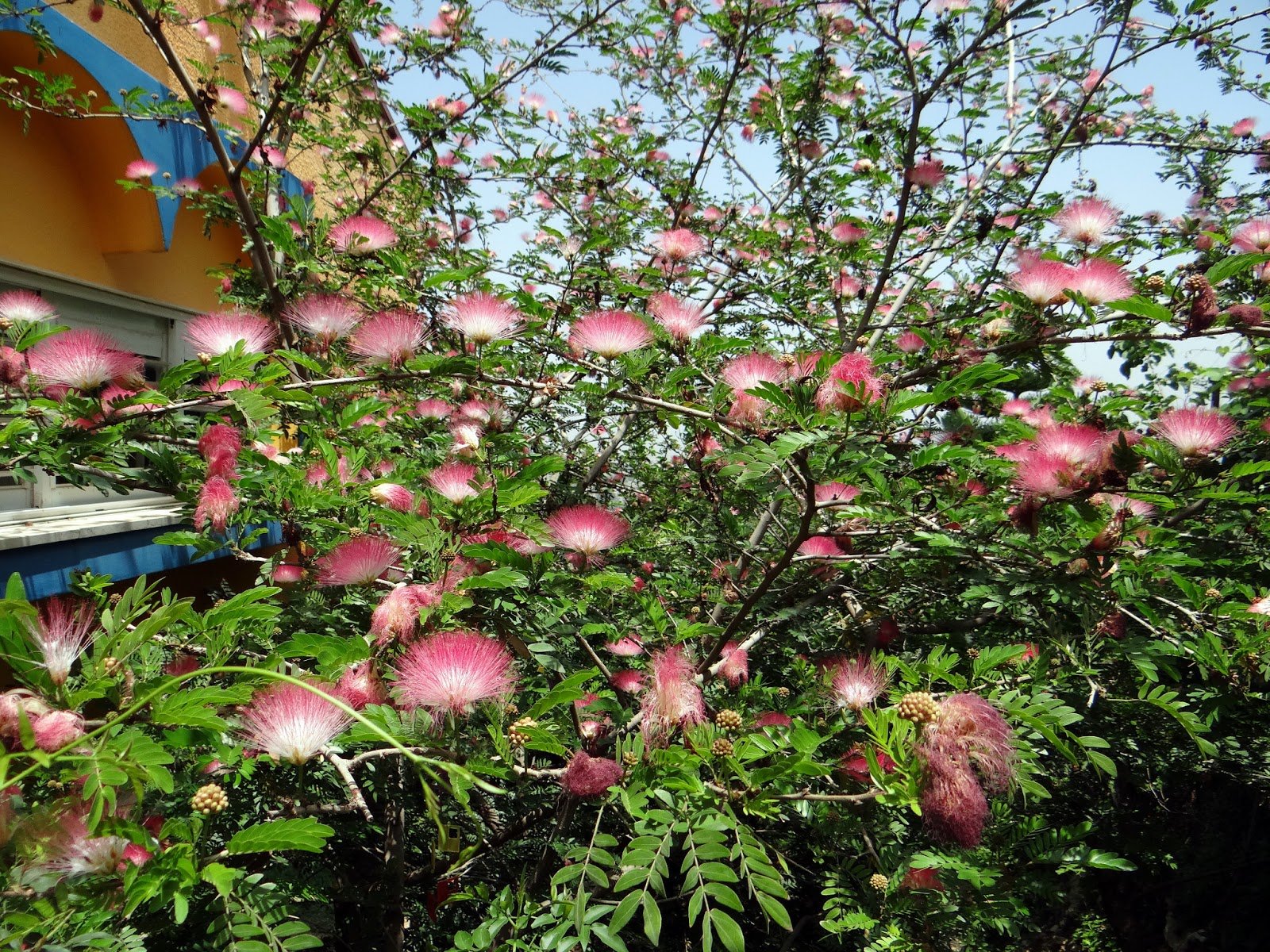 🌳 네무노키 정원(시나가와 구립 네무노키노니와) 이미지 4